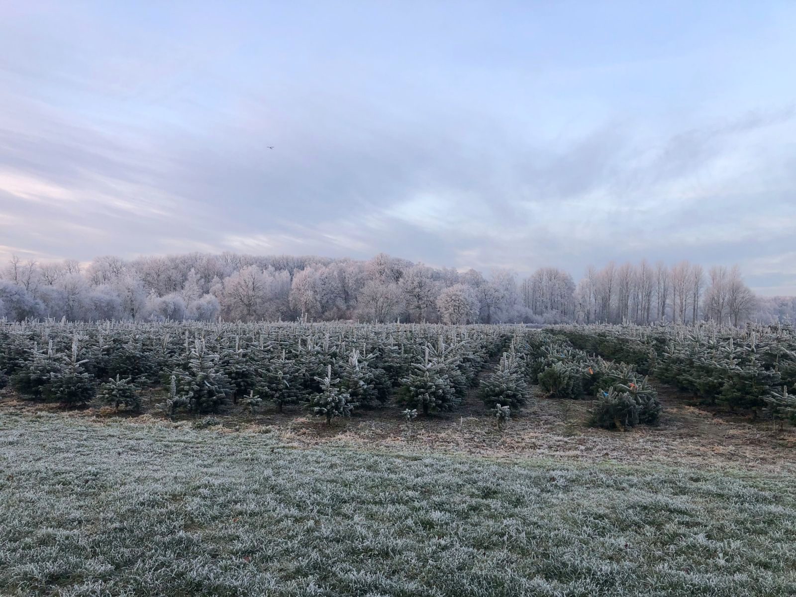 Weihnachtsbaum-Schonung im Raureif in Everswinkel