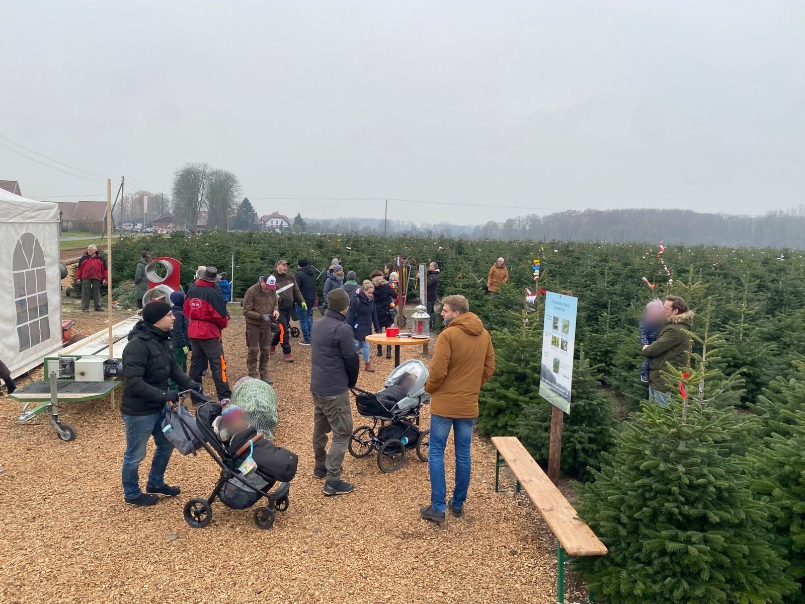 Familien beim Weihnachtsbaum-Aussuchen in der Schonung auf dem Hof Püning